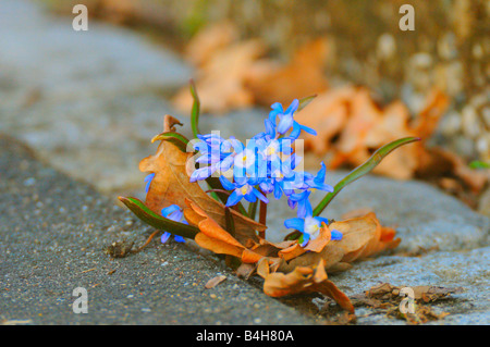 Nahaufnahme der Blätter auf Blumen Stockfoto