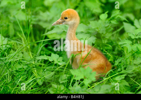 Nahaufnahme des jungen rot-gekrönter Kran (Grus Japonensis) im Feld Stockfoto