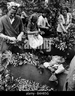 Hopfen-Kommissionierer bei der Arbeit in den Hop Bereichen rund um das Dorf von Beltrin Mirrorpix Kent Stockfoto