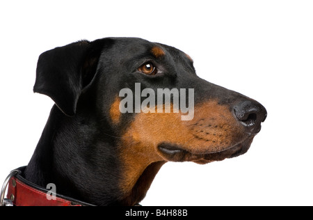 Dobermann (2 Jahre) vor einem weißen Hintergrund Stockfoto