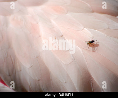 Nahaufnahme einer Fliege auf den Federn der rosa flamingo Stockfoto