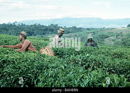 Teepflückerinnen bei der Arbeit auf einem Landgut in der Nähe von Fort Portal West Uganda Stockfoto