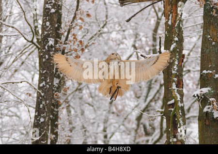 Eule im Wald Stockfoto
