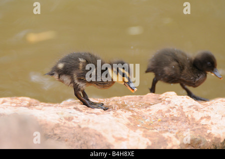 Nahaufnahme der Stockente (Anas Platyrhynchos) Entenküken auf Stein Stockfoto