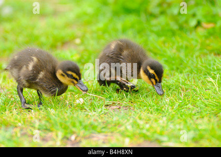 Nahaufnahme von zwei Stockenten (Anas Platyrhynchos) Entenküken auf Nahrungssuche im Feld Stockfoto