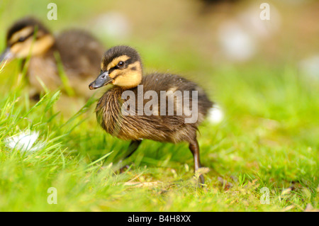 Nahaufnahme der Stockente (Anas Platyrhynchos) Entenküken im Feld Stockfoto