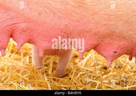 Nahaufnahme des Schweins Büste Stockfoto