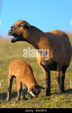 Nahaufnahme von Schaf stehend mit seiner Lamm im Feld Stockfoto