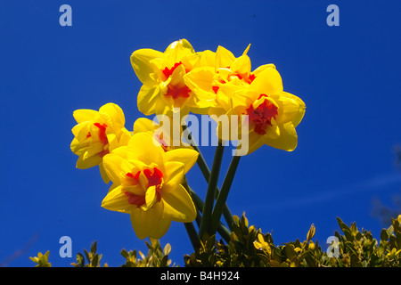 Nahaufnahme von blühenden Narzissen Blumen gegen blauen Himmel Stockfoto