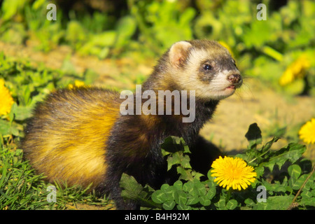 Nahaufnahme der Europäische Iltis (Mustela Putorius) im Feld Stockfoto