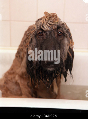 Harry der afghanische Windhund immer eine Shampoo Februar 1999 und Fönen in Vorbereitung auf Crufts Dog zeigen von Eigentümern, Maurice und Tania Ryall Mirrorpix Stockfoto