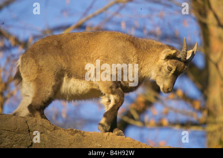 Nahaufnahme der Alpensteinbock (Capra Ibex) stehen auf Felsen im Wald Stockfoto