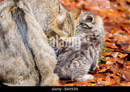 Nahaufnahme der Wildkatze (Felis Silvestris) leckt ihre kleinen im Wald Stockfoto