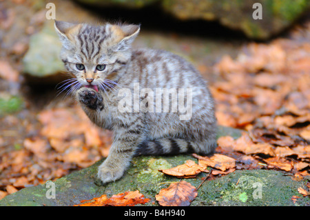 Nahaufnahme der Wildkatze (Felis Silvestris) leckt seine Pfote im Wald Stockfoto