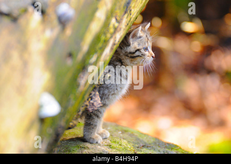 Nahaufnahme der junge Wildkatze (Felis Silvestris) hinter Baum im Wald Stockfoto