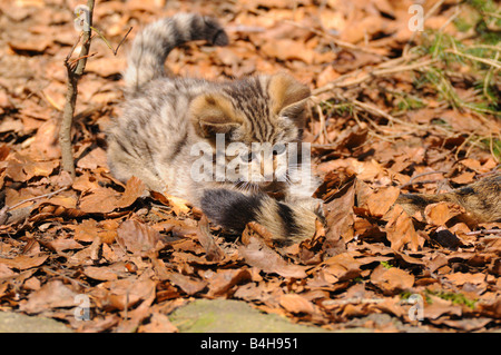 Nahaufnahme von junge Wildkatze (Felis Silvestris) gehen im Wald Stockfoto
