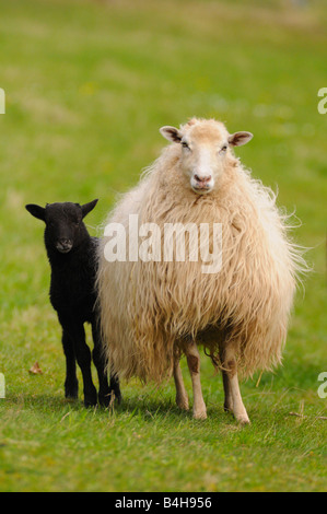 Schaf stehend mit Lamm im Feld Stockfoto