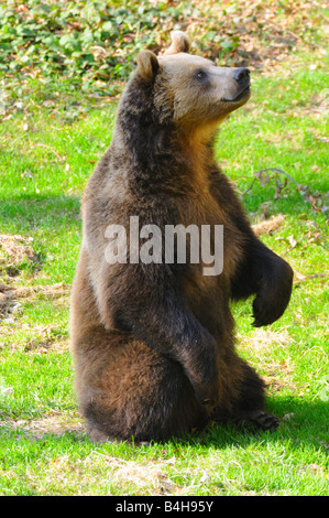 Nahaufnahme der Braunbär (Ursus Arctos) sitzen im Feld, Deutschland Stockfoto