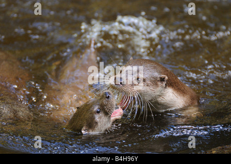 Nahaufnahme von zwei Fischotter (Lutra Lutra) kämpfen im Wasser, Deutschland Stockfoto