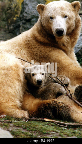 Eisbären im Edinburgh Zoo Ahoto vier Monate alten Eisbären mit Mama elf Jahre alten Mercedes März 1992 Stockfoto