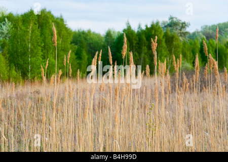 Schilf im Feld, Nationalpark Donau-Auen, Lobau, Wien, Österreich Stockfoto