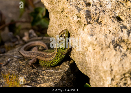 Nahaufnahme von Sand Eidechse (Lacerta Agilis) auf Felsen Stockfoto