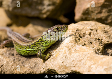 Nahaufnahme von Sand Eidechse (Lacerta Agilis) auf Felsen Stockfoto