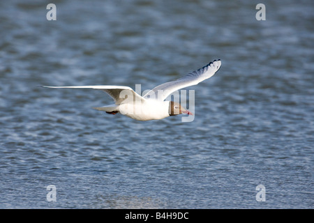 Lachmöwe (Chroicocephalus Ridibundus) im Flug Stockfoto