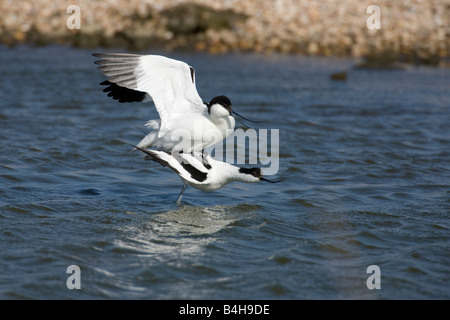 Trauerschnäpper Säbelschnäbler (Recurvirostra Avosetta) Vögel fliegen über Fluss Stockfoto