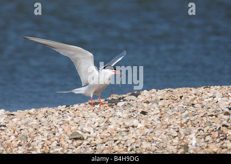 Seeschwalbe (Sterna Hirundo) mit Beute im Schnabel an Küste Stockfoto