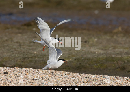 Zwei Flussseeschwalben (Sterna Hirundo) seine Flügel ausbreitet Stockfoto