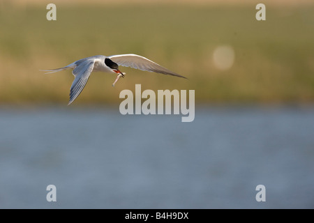 Seeschwalbe (Sterna Hirundo) fliegen mit Beute im Schnabel Stockfoto