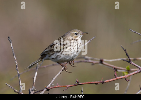 Nahaufnahme der Wiese Pieper (Anthus Pratensis) hocken auf Ast Stockfoto