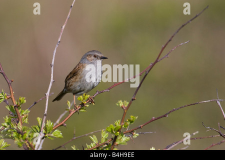 Nahaufnahme der Heckenbraunelle (Prunella Modularis) hocken auf Ast Stockfoto