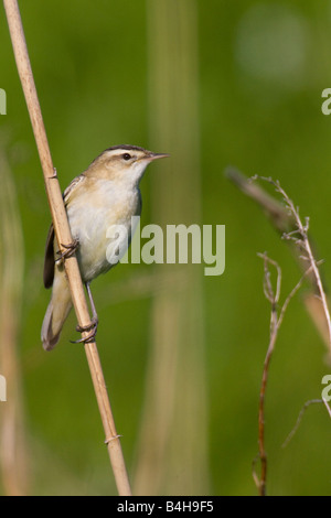 Nahaufnahme der Schilfrohrsänger (Acrocephalus Schoenobaenus) hocken auf reed Stockfoto