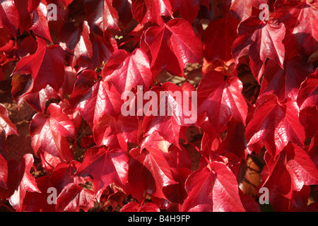 Efeublätter färben sich im Herbst rot Stockfoto