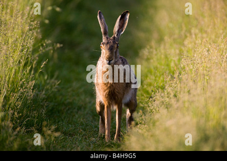 Brauner Hase (Lepus Capensis) im Feld Stockfoto