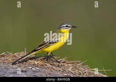 Nahaufnahme der Schafstelze (Motacilla Flava) auf Stroh Stockfoto