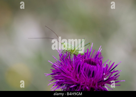 Nahaufnahme der Heuschrecke auf Blume Stockfoto