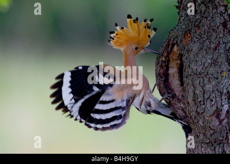 Nahaufnahme der Wiedehopf (Upupa Epops) hocken auf Baumstamm Stockfoto