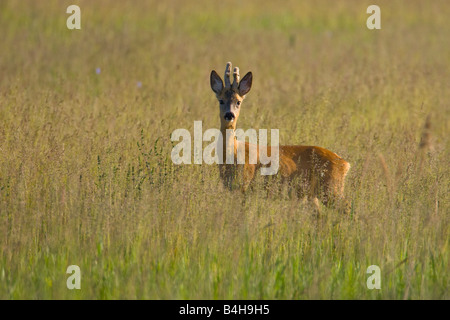 Europäische Rehe (Capreolus Capreolus) im Feld stehen Stockfoto