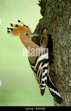 Nahaufnahme der Wiedehopf (Upupa Epops) hocken auf Baumstamm Stockfoto