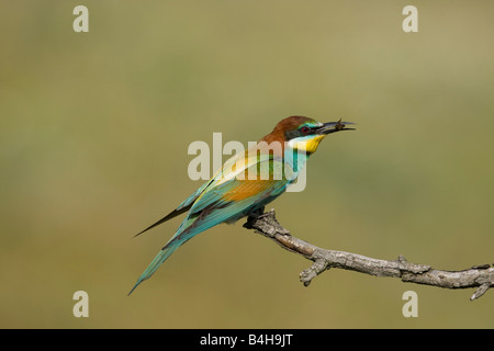 Nahaufnahme des Europäischen Bienenfresser (Merops Apiaster) hocken auf Ast mit Beute im Schnabel, Ungarn Stockfoto