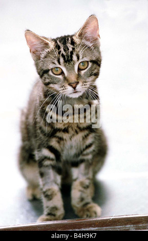 Tommy eine Tabby-Katze September 1999 Kätzchen die 40 Minuten in der Waschmaschine nach dem Einschlafen in der Trommel überlebt im Alter von 11 Wochen alt und im Besitz von Joyce Heath von Cricklewood überlebt die Katze mit nur Blutergüsse Stockfoto