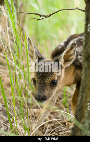 Nahaufnahme von Kitz des Europäischen Reh (Capreolus Capreolus) im Wald Stockfoto