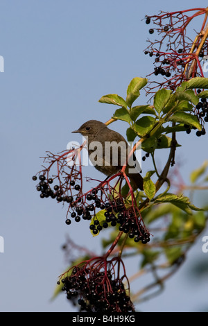 Nahaufnahme von Black Redstart (Phoenicurus Ochruros) hocken auf Ast Stockfoto