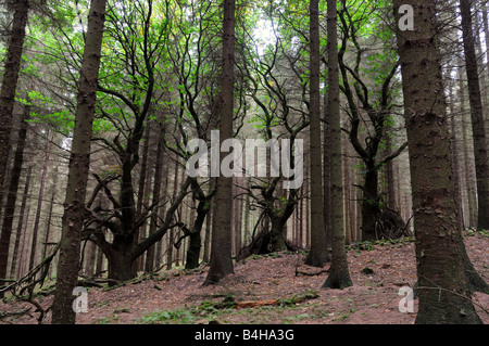 Edelkastanien kämpft für das Leben in einer Sitka-Fichte-Plantage, Shropshire Stockfoto