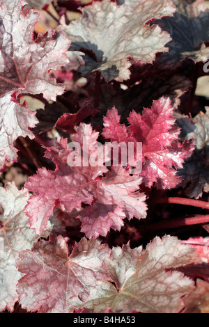 HEUCHERA PLUM PUDDING Stockfoto