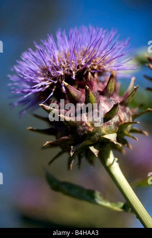 Karde Stockfoto