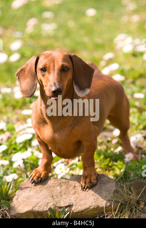 Dackel stehend auf Stein im Feld Stockfoto